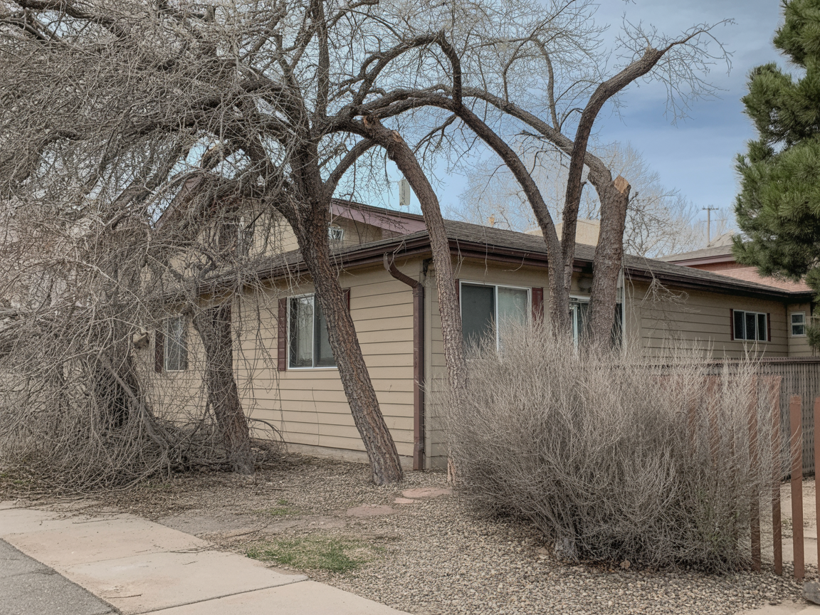 Before - Overgrown Yard Transformation