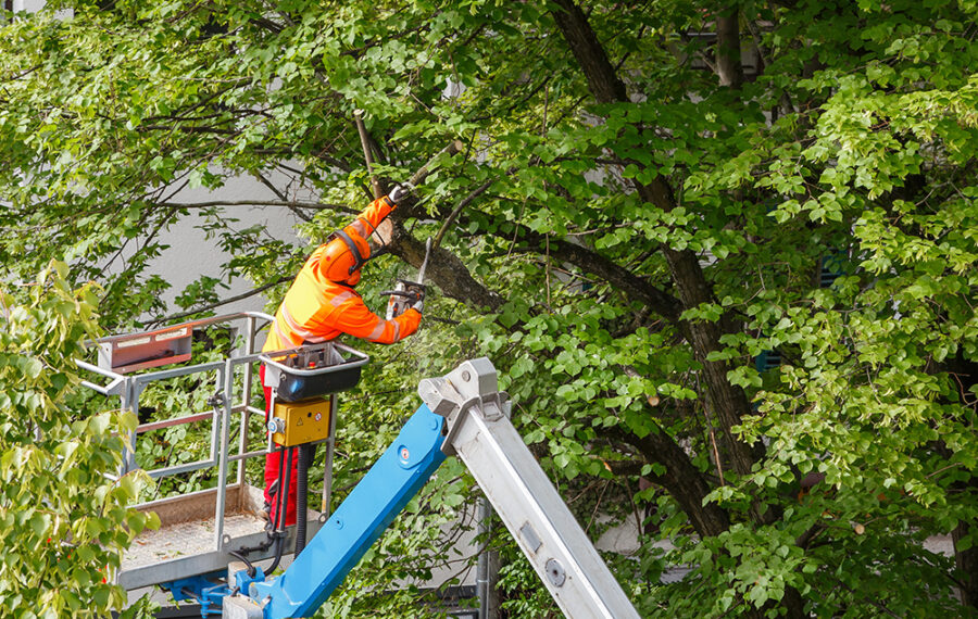 Commercial tree service for business properties