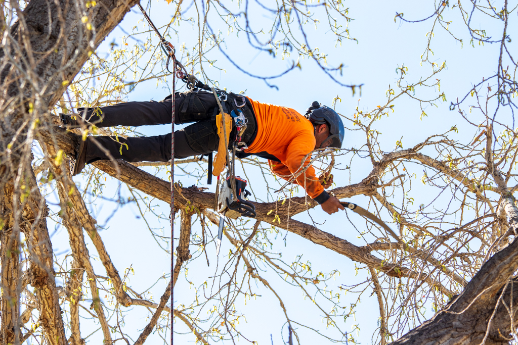 Tree Trimming & Pruning in Colorado Springs